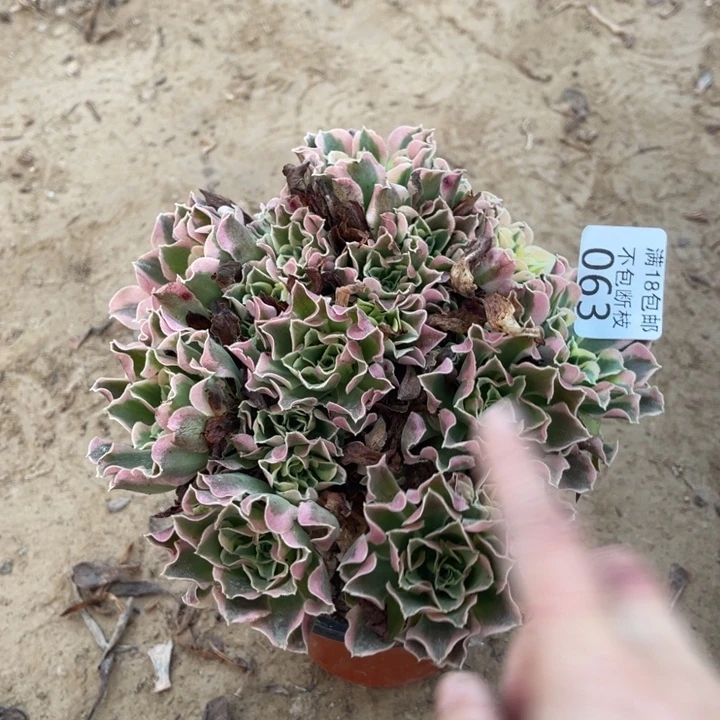 063白凤绣球1号棚