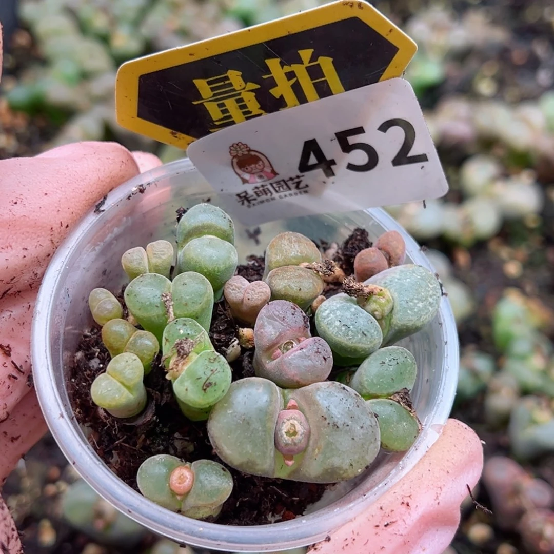 多肉植物多肉植物