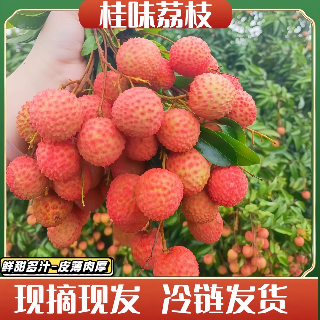 A2【正宗桂味荔枝】xz桂味荔枝新鲜现摘现发肉厚皮薄多汁产地直发