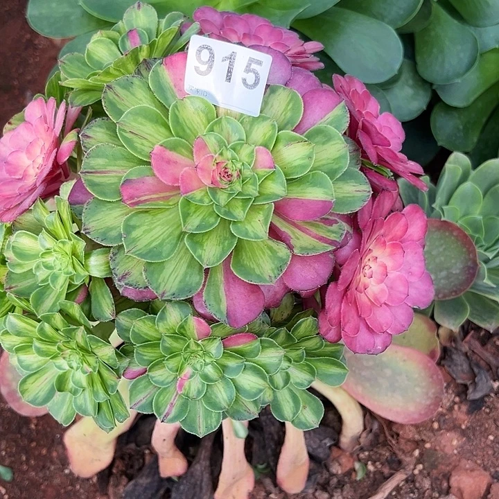 太***花精品多肉植物915知否寄养11月发货