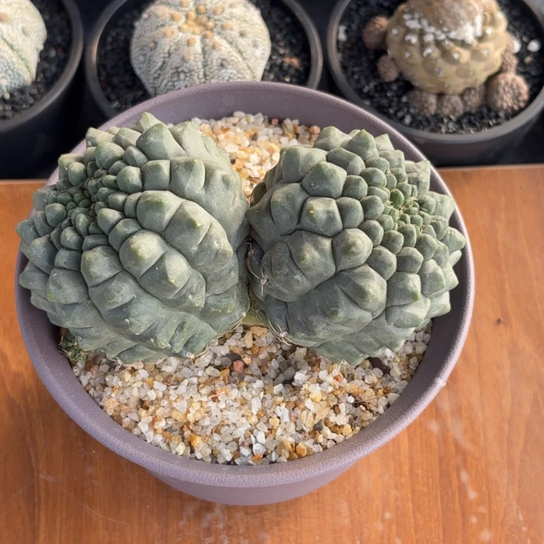 白肌无刺菲花玉实生