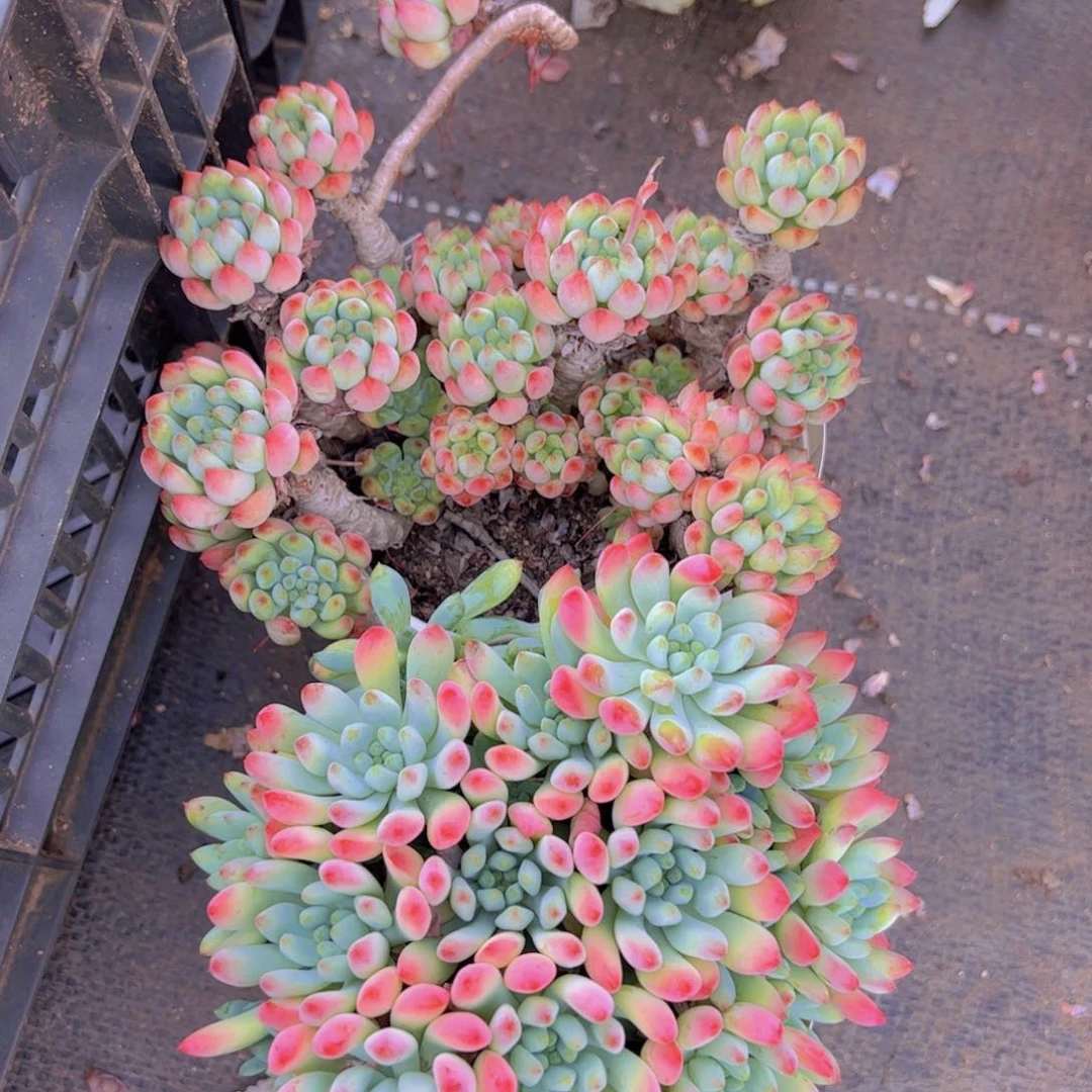 蓝苹果整装整群两盆