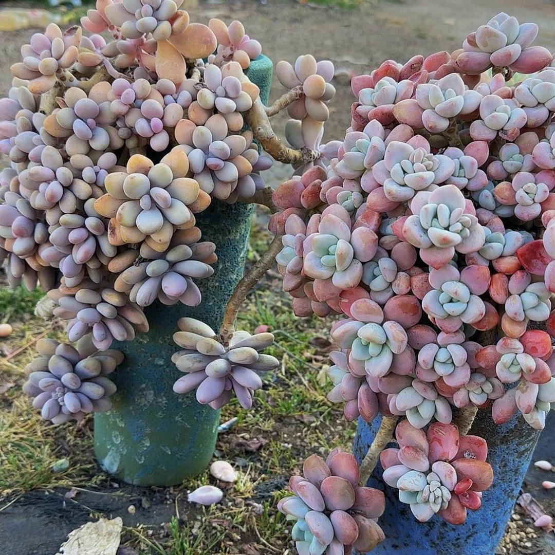 孟**唐啊啦啦啦啦啦啦啦咯哦哦哦哦