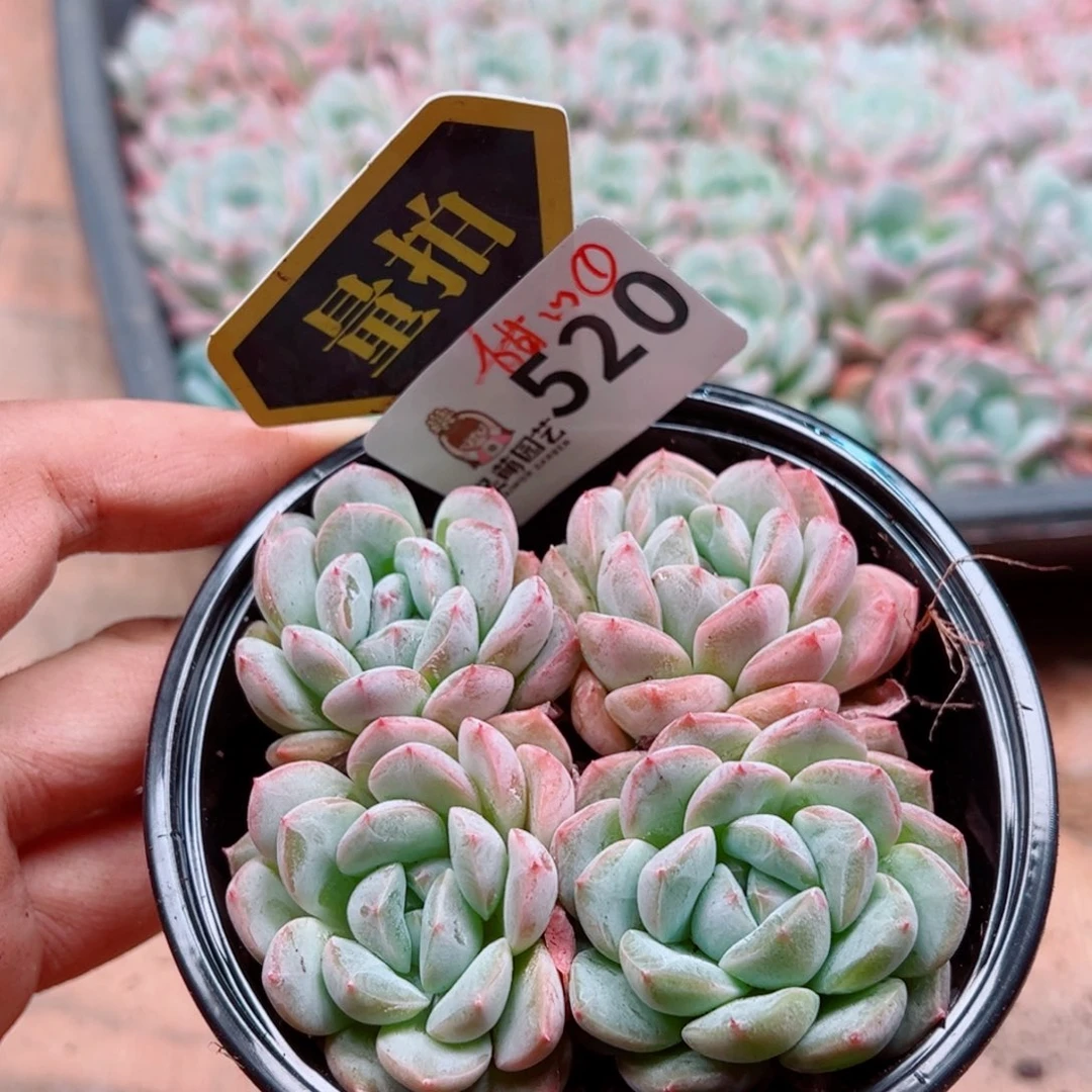 多肉植物多肉植物