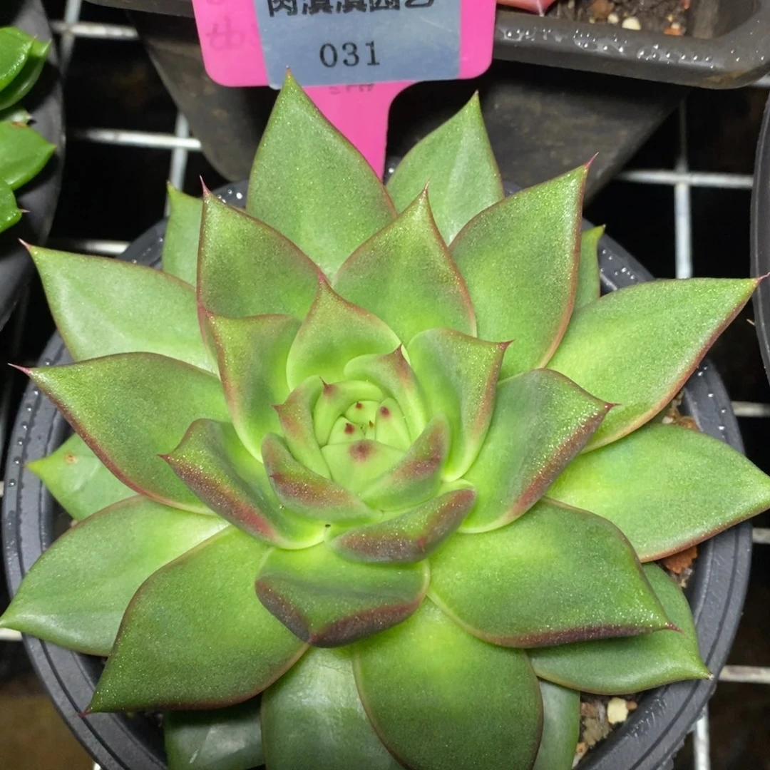 x031-多肉植物 原始种