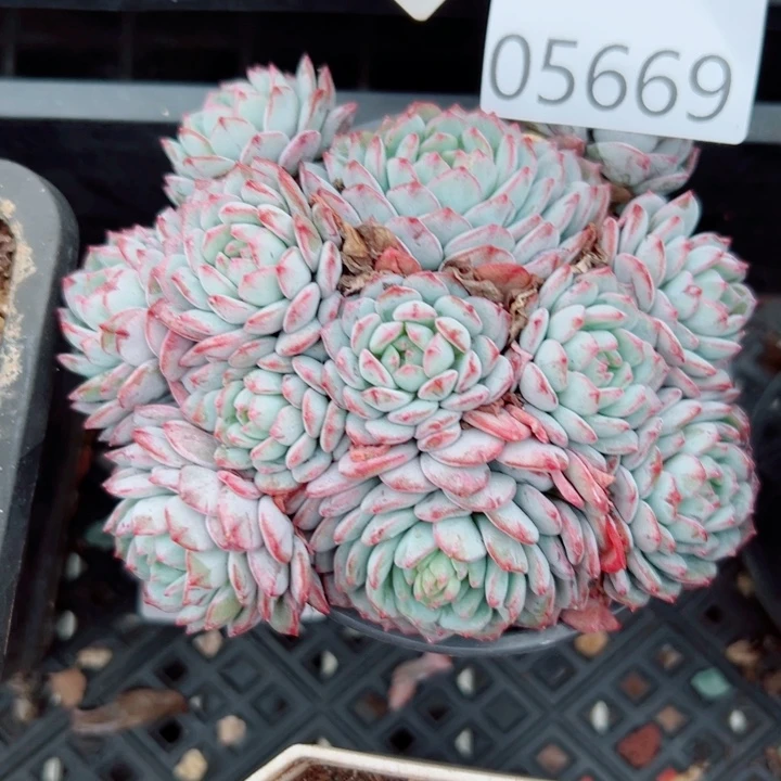 幸运的是我还没遇到你