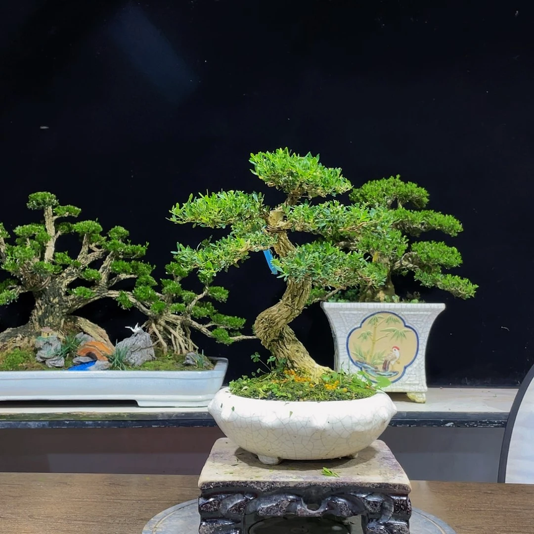 黄杨盆景四季常青
