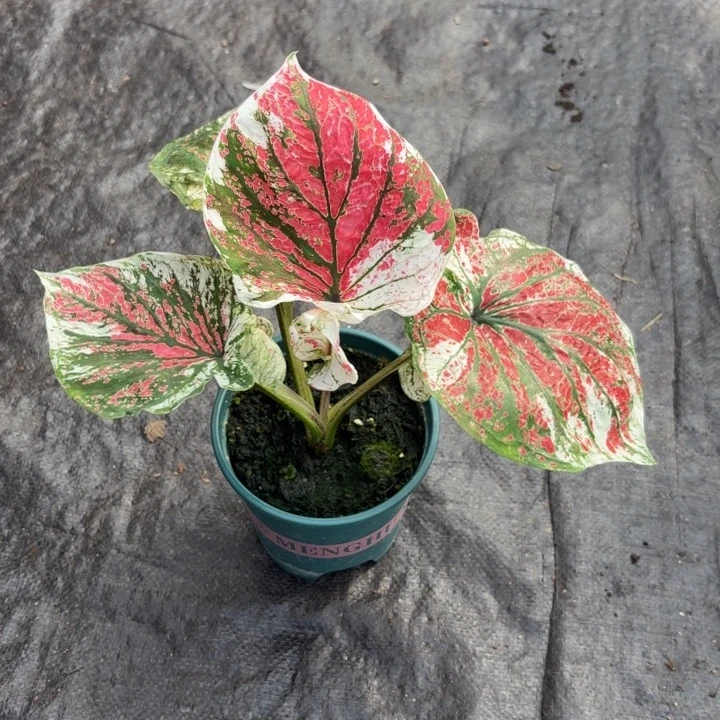 完全开放泰国彩叶芋23