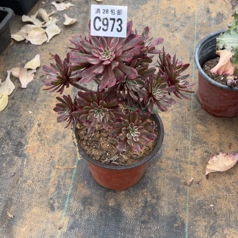 973紫霞不包断枝