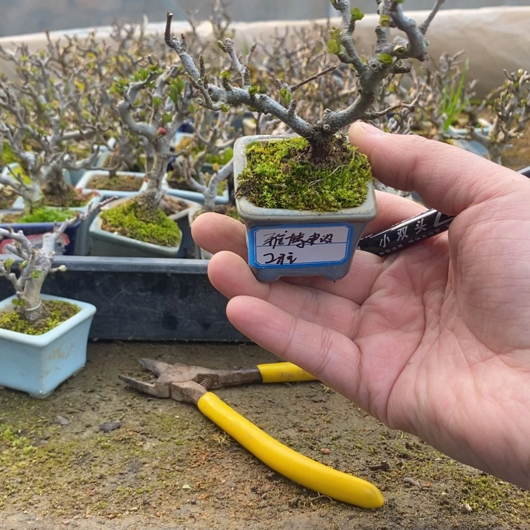 【闪购商品】长寿梅盆景艺术中心长寿梅盆景艺术中心