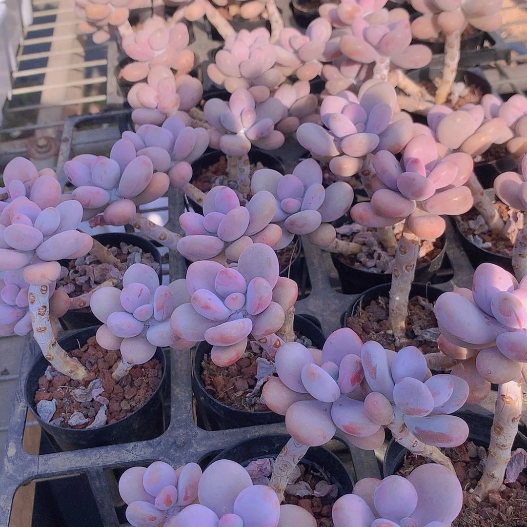 两颗桃蛋3457788999990