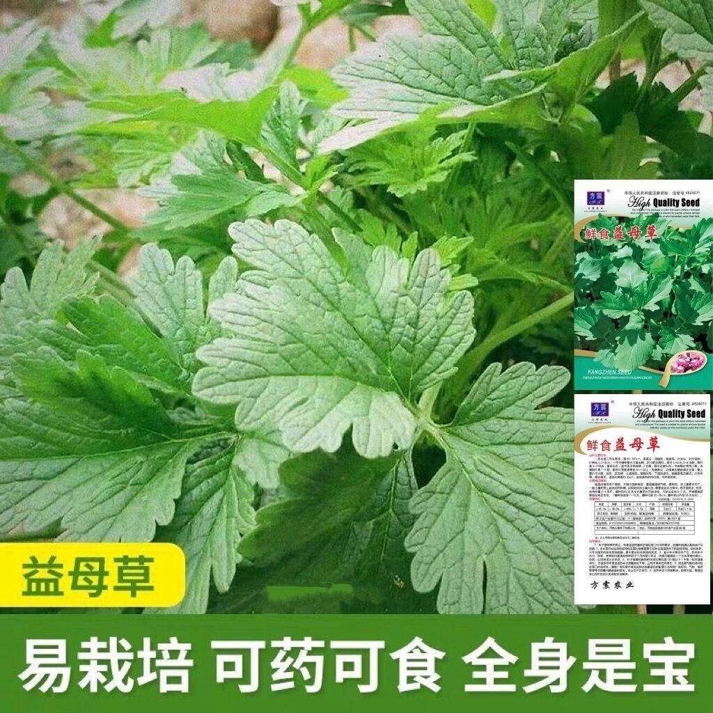 【春播】益母草种子种孑药食两用特菜可煮汤观赏春季夏季秋季四季野