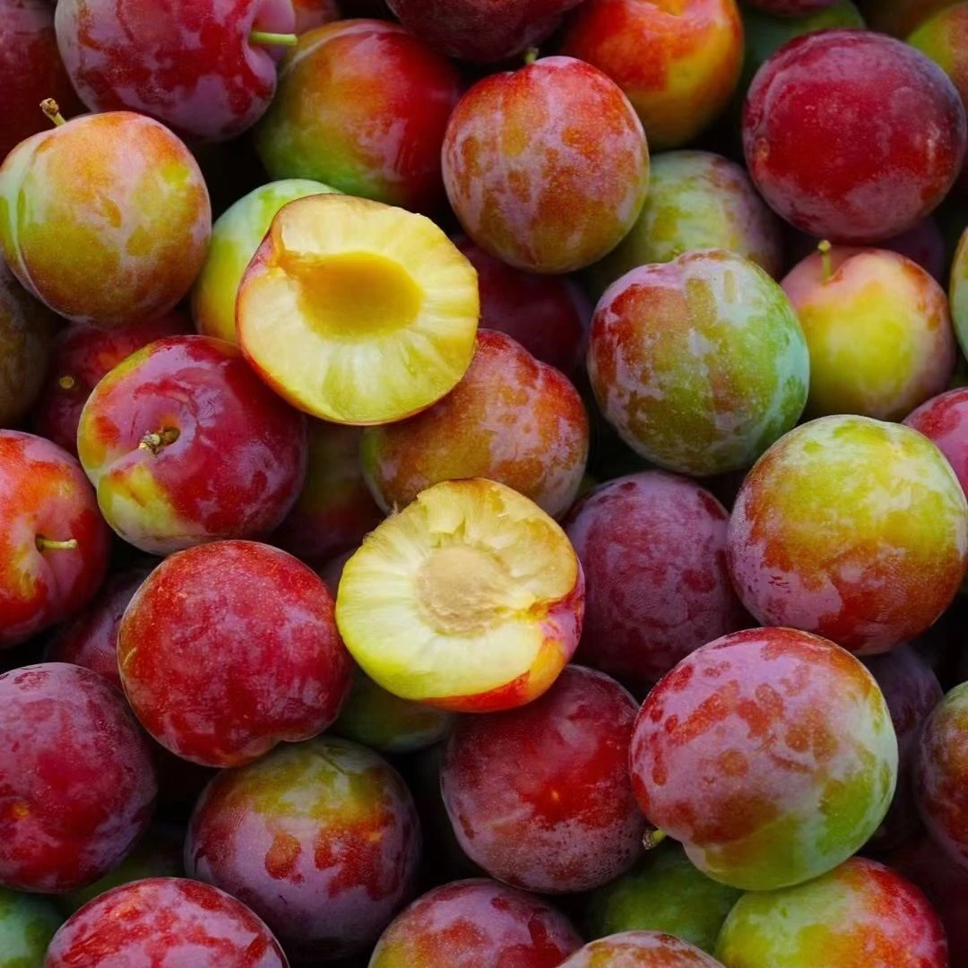 甘肃天水老玉皇脱骨李新鲜现摘脆甜多汁