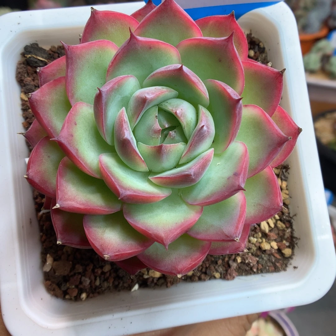 170母本侧影多肉植物