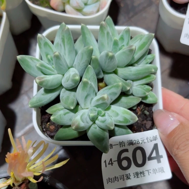 乌拉克拉无盆土发货多肉多