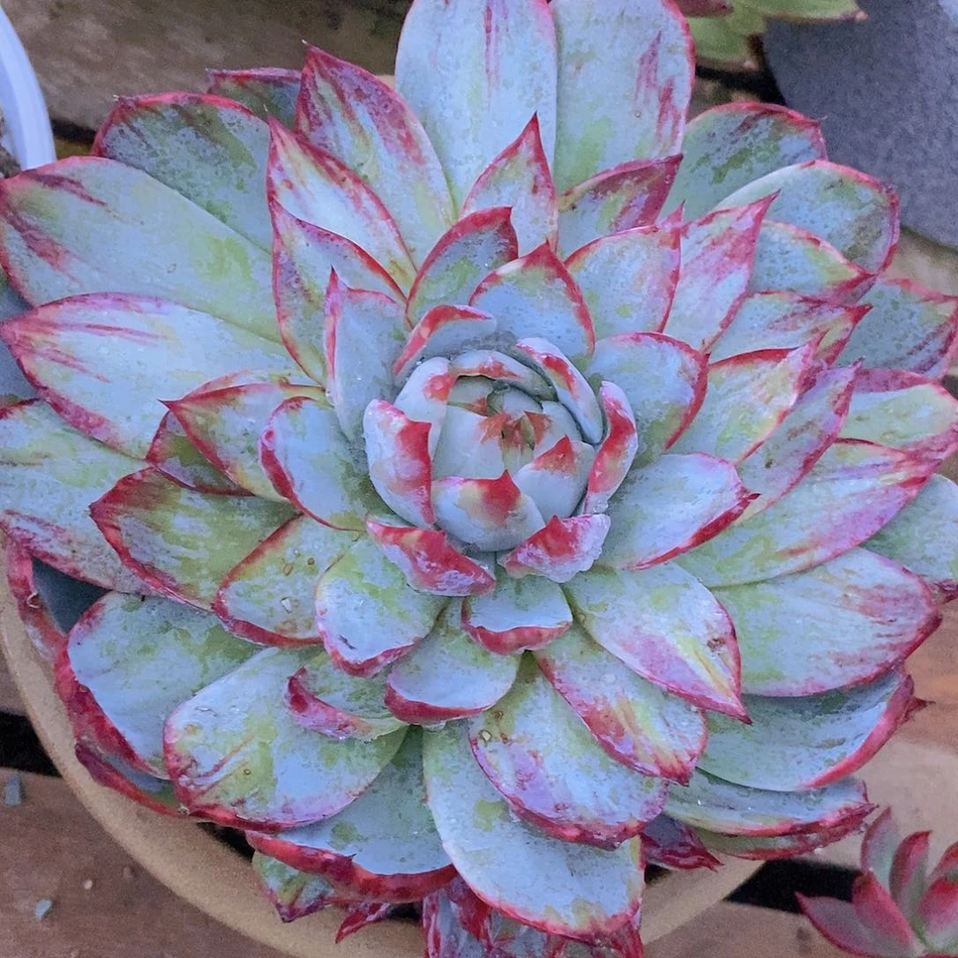 多肉植物母本模特惊鸿