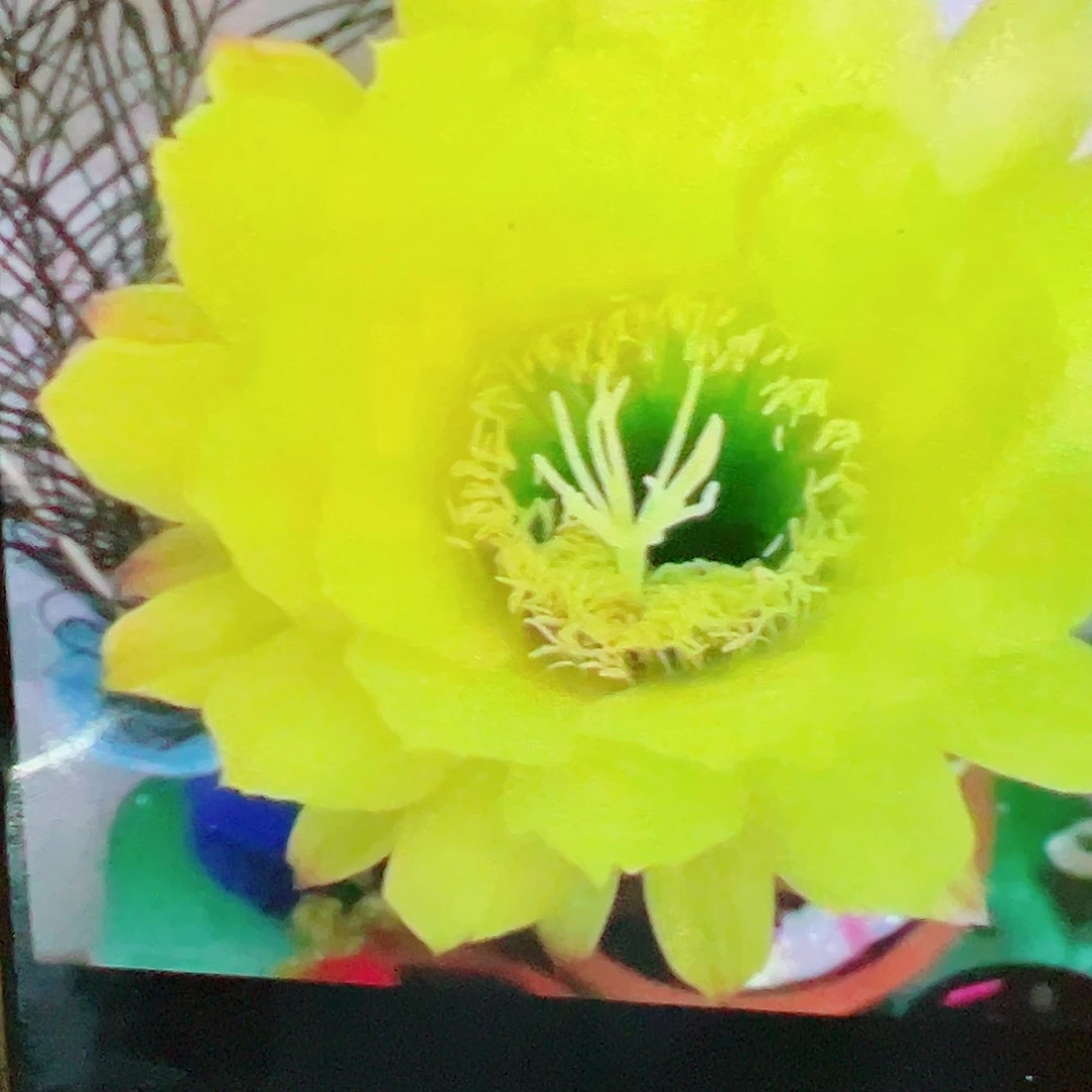 毛花柱绿眼睛 侧芽 满20包邮