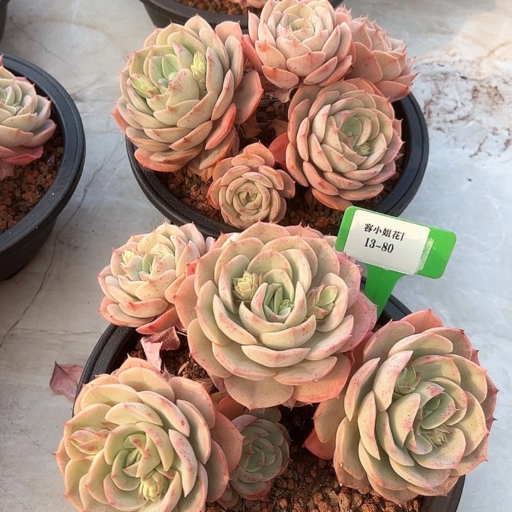 13.80璨露带盆一个