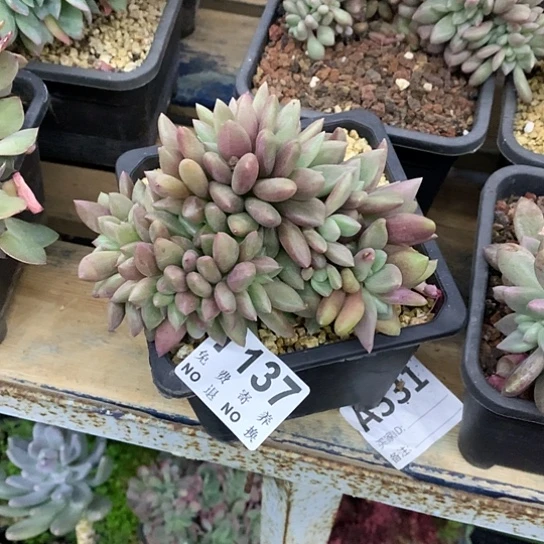 雾***花桃花源缀化137 亏本处理退款拉黑7-8天发