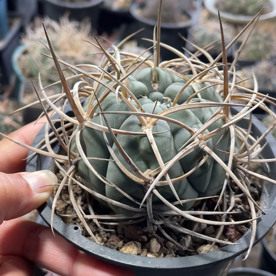 【闪购商品】狂刺光琳玉有根66666