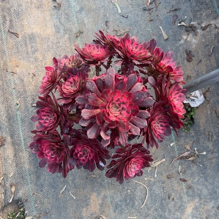 红铜白多肉多肉多肉40