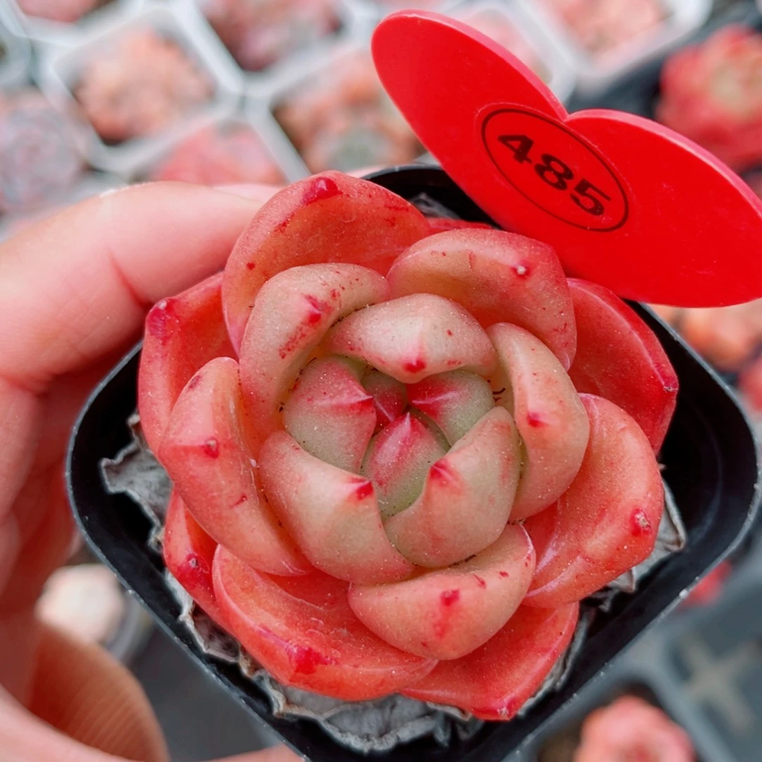 485号小老桩安可珍妮