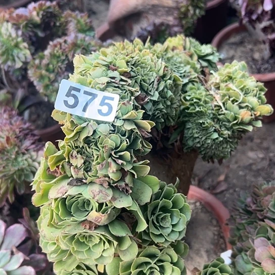 严***彬多肉植物一种缺枝绿玫瑰