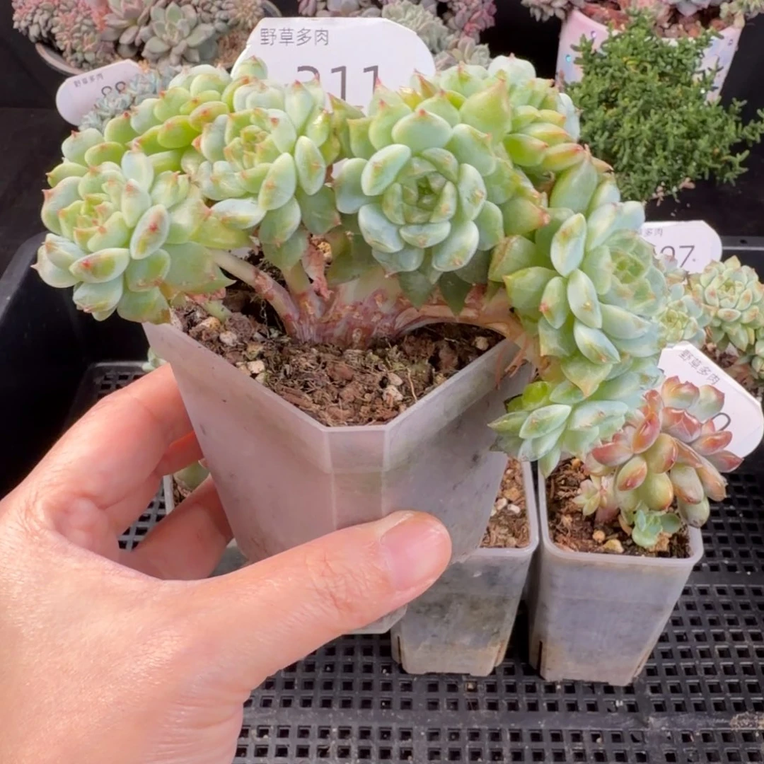 秘境冰魄九头嫁接小树缀化211号