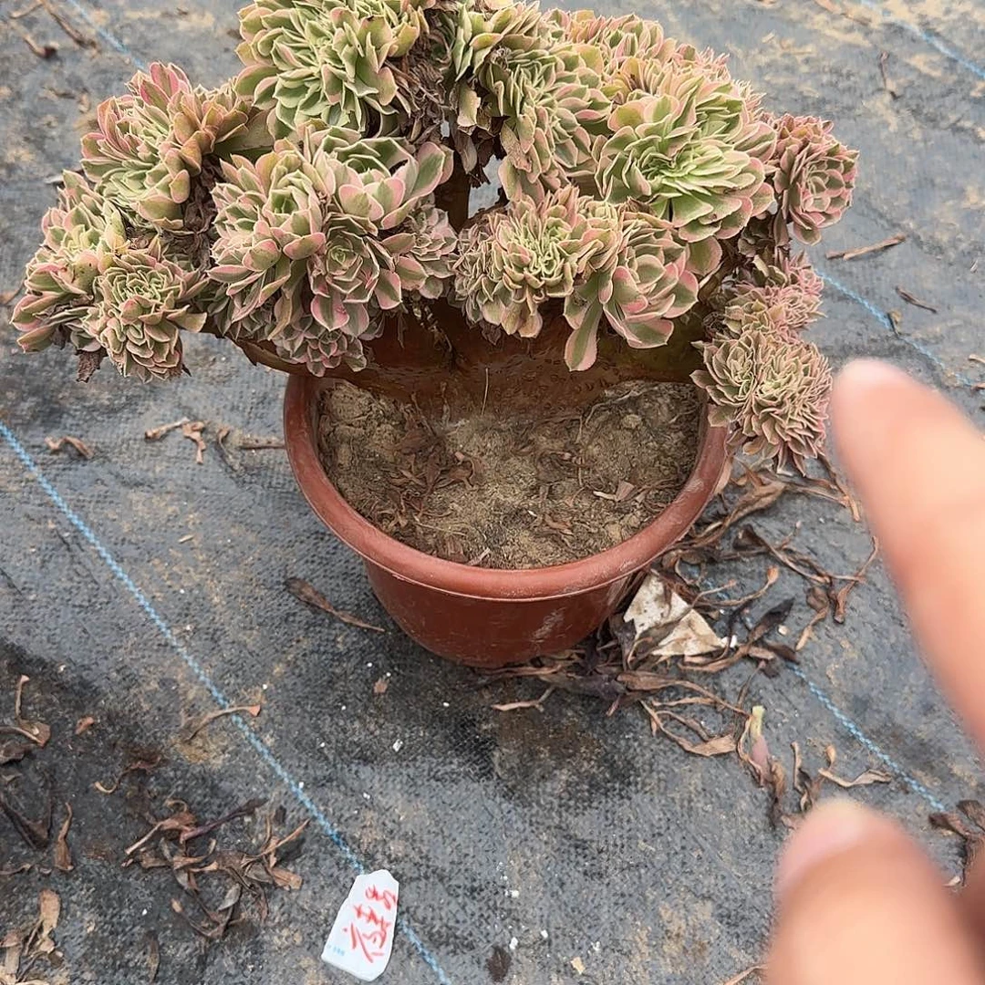 一***9无花朵女巫缀图咯摸摸哦哦