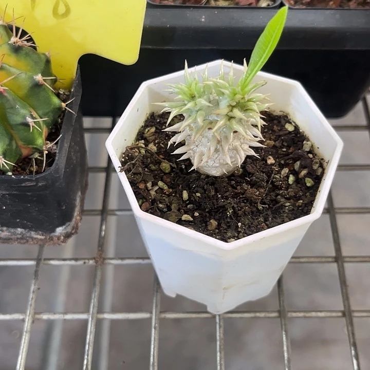 香***呐我也不知道我为什么要这样