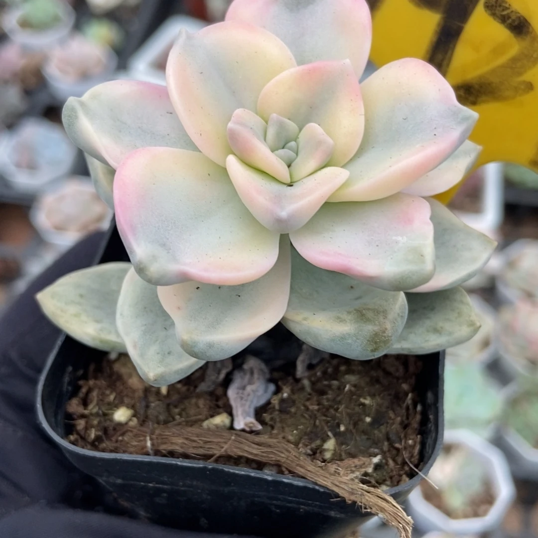 1929紫乐锦多肉植物