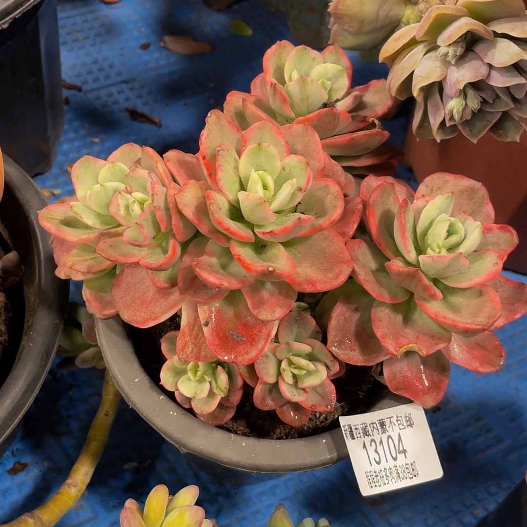 静红梅锦13104多肉