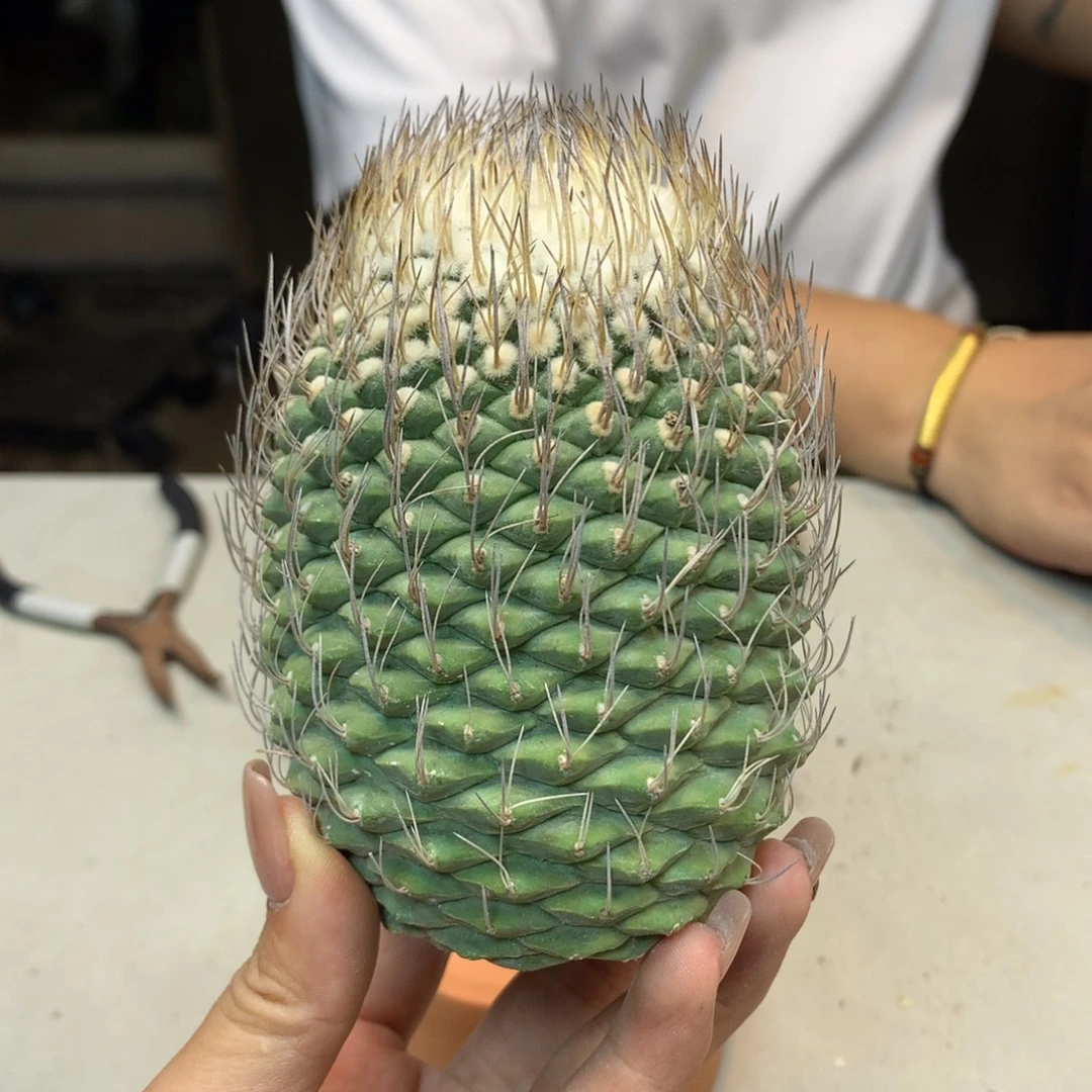 20号 苗接 菊水7.5公分 无根