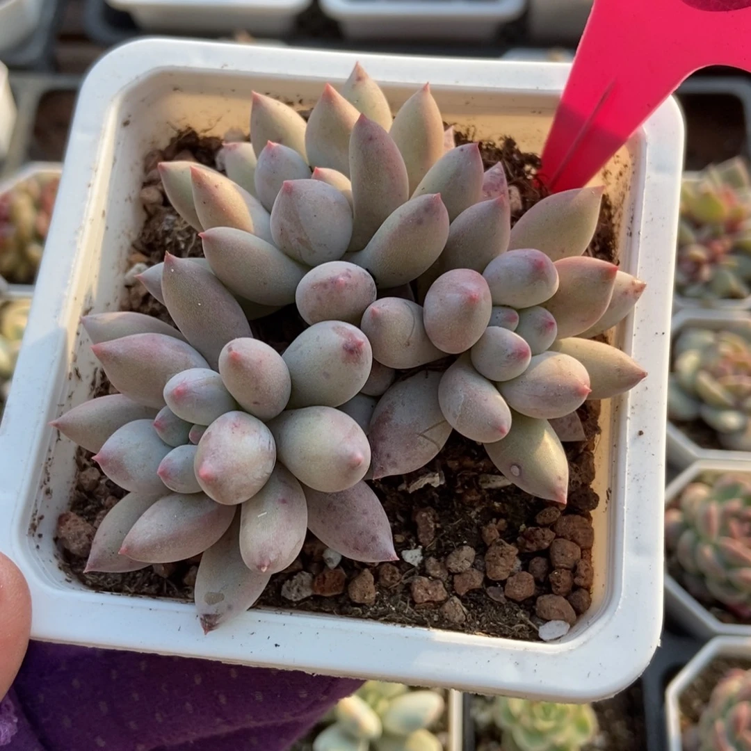 35所罗门多肉植物多肉