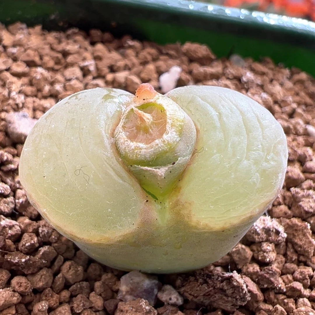 698。粉女母本。内双头