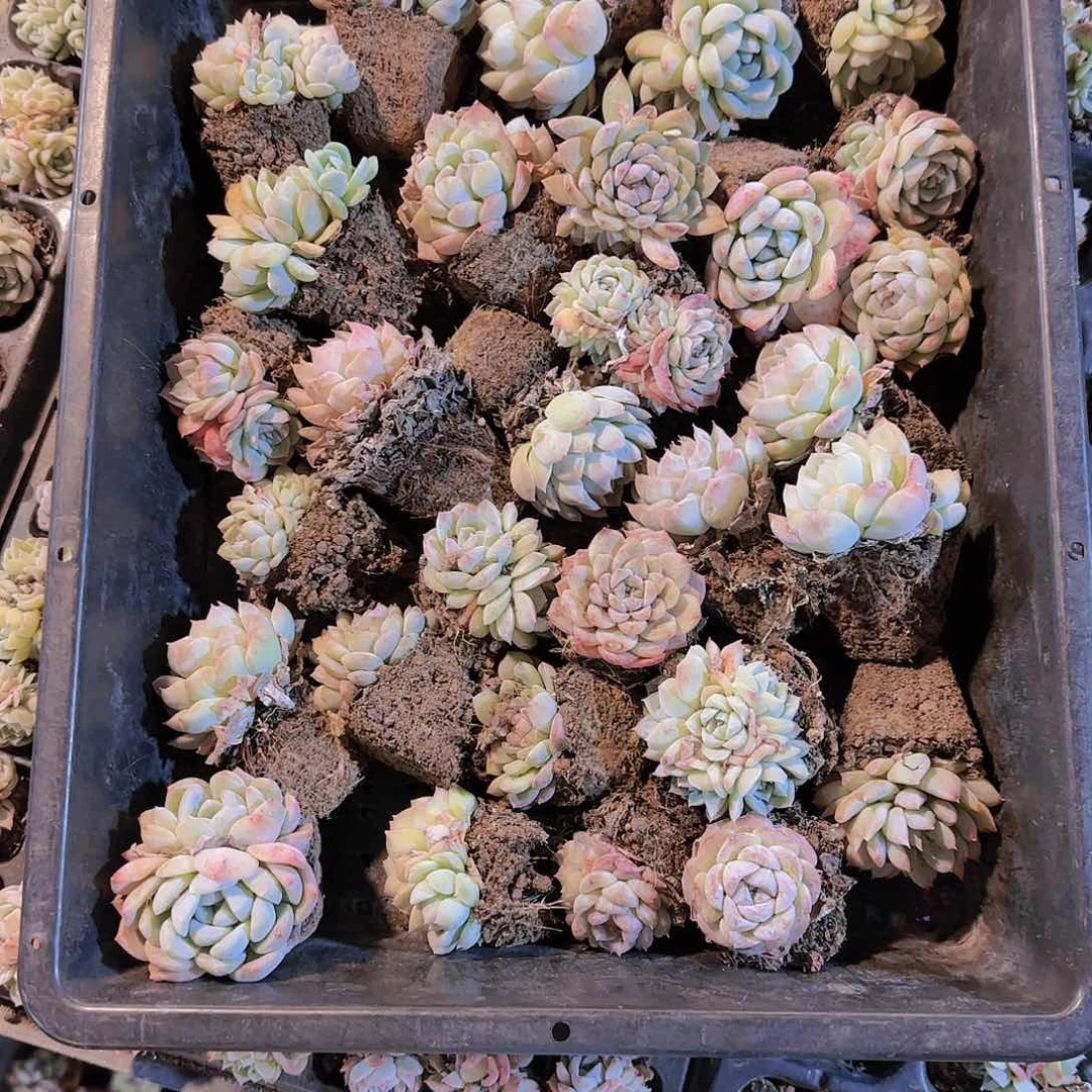 整筐铺满优选量拍