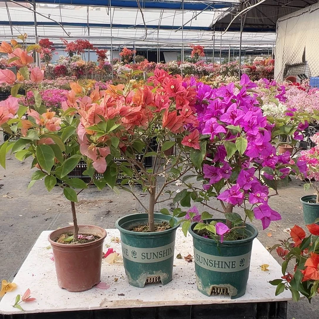 大部分花苞少量开放金发女郎，酒红，金龟紫组合