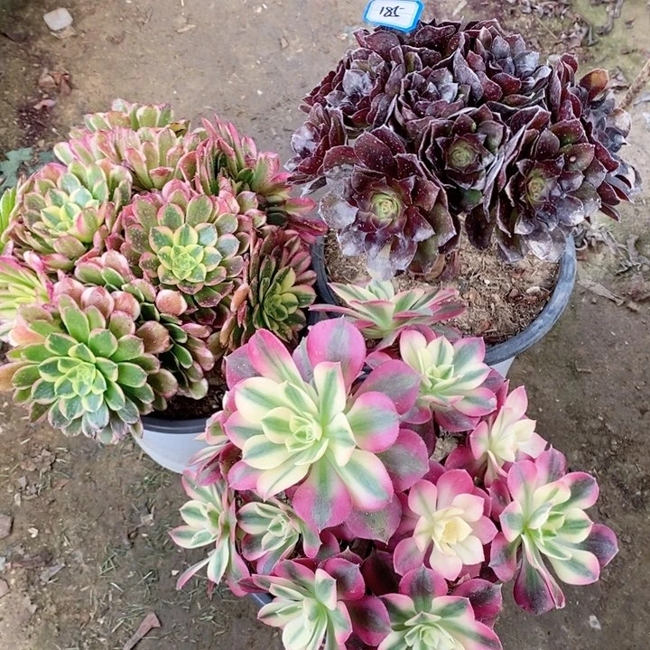 182朝霞，黑骑士，粉女巫多肉