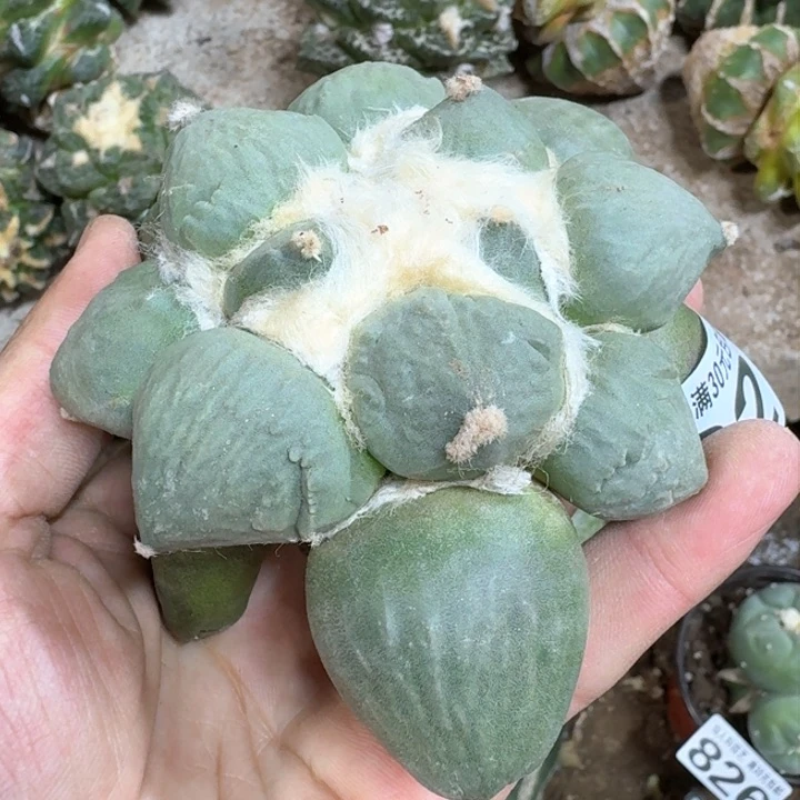 潇*福利落地法青瓷932