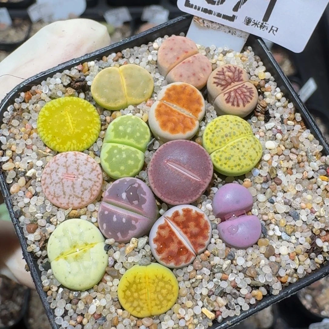 zzzzz精品生石花671