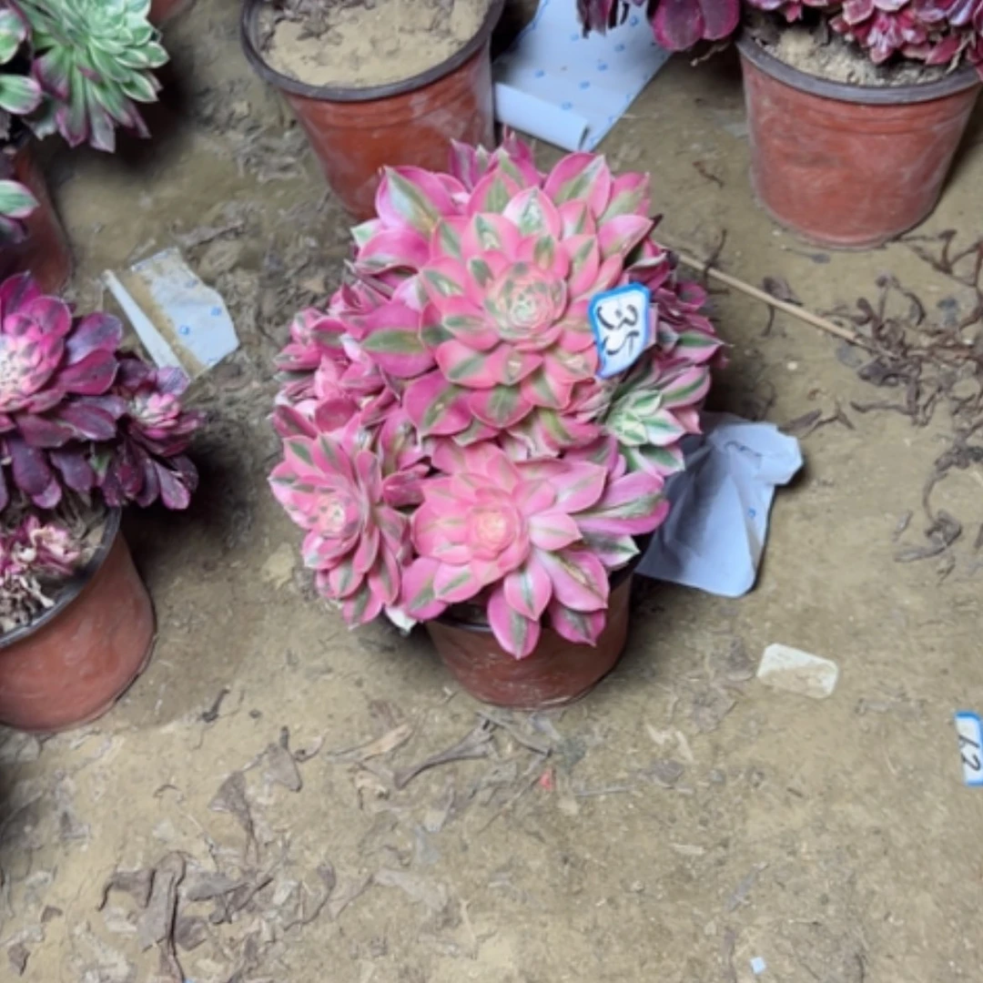 【闪购商品】橙*多肉植物晒伤了35