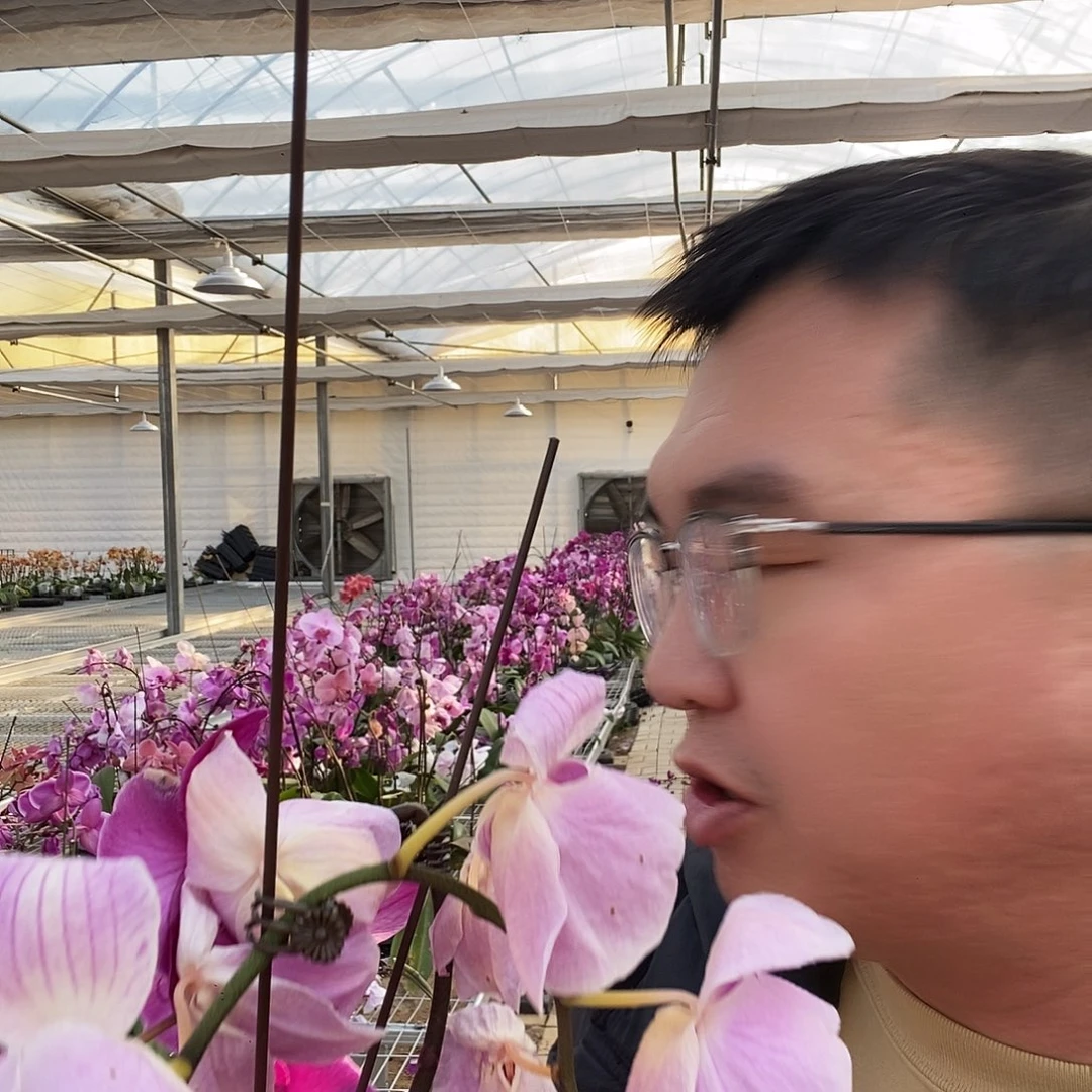 完全开放带花花后苗四颗不挑花混发