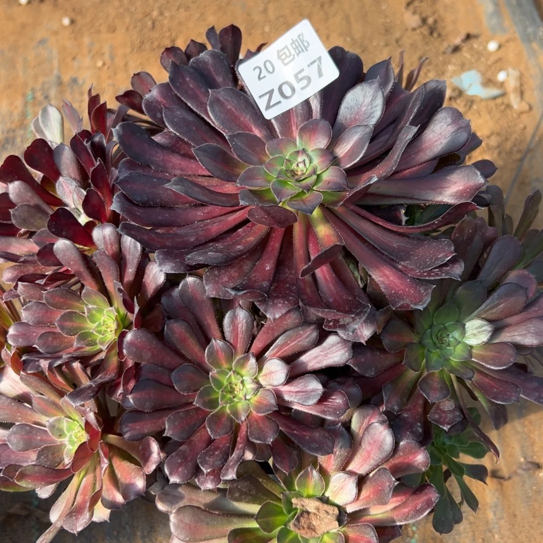 057红铜中斑，满20包邮嘟叮熊