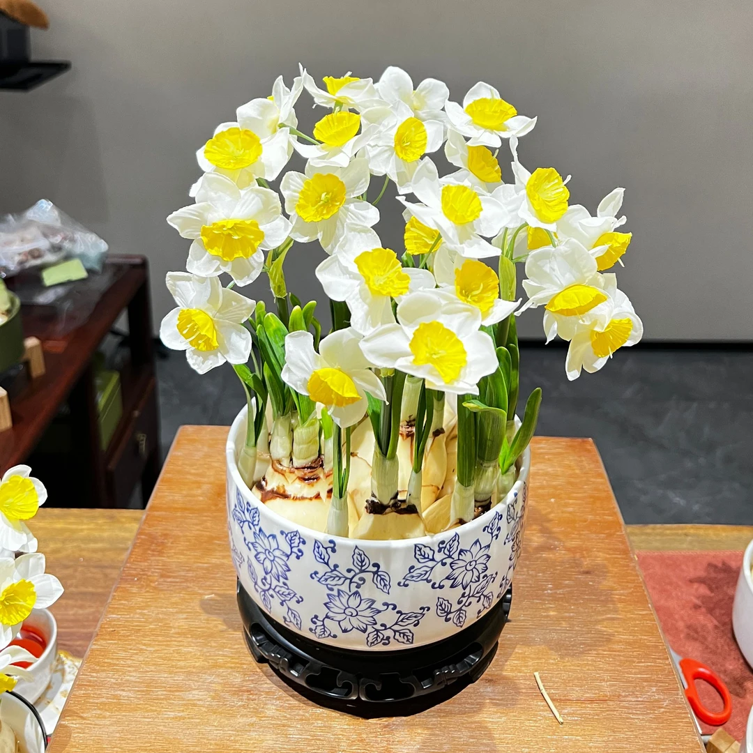 （加大版）漳州正宗水仙花福建省花白色新中式青花陶瓷盆器带底座