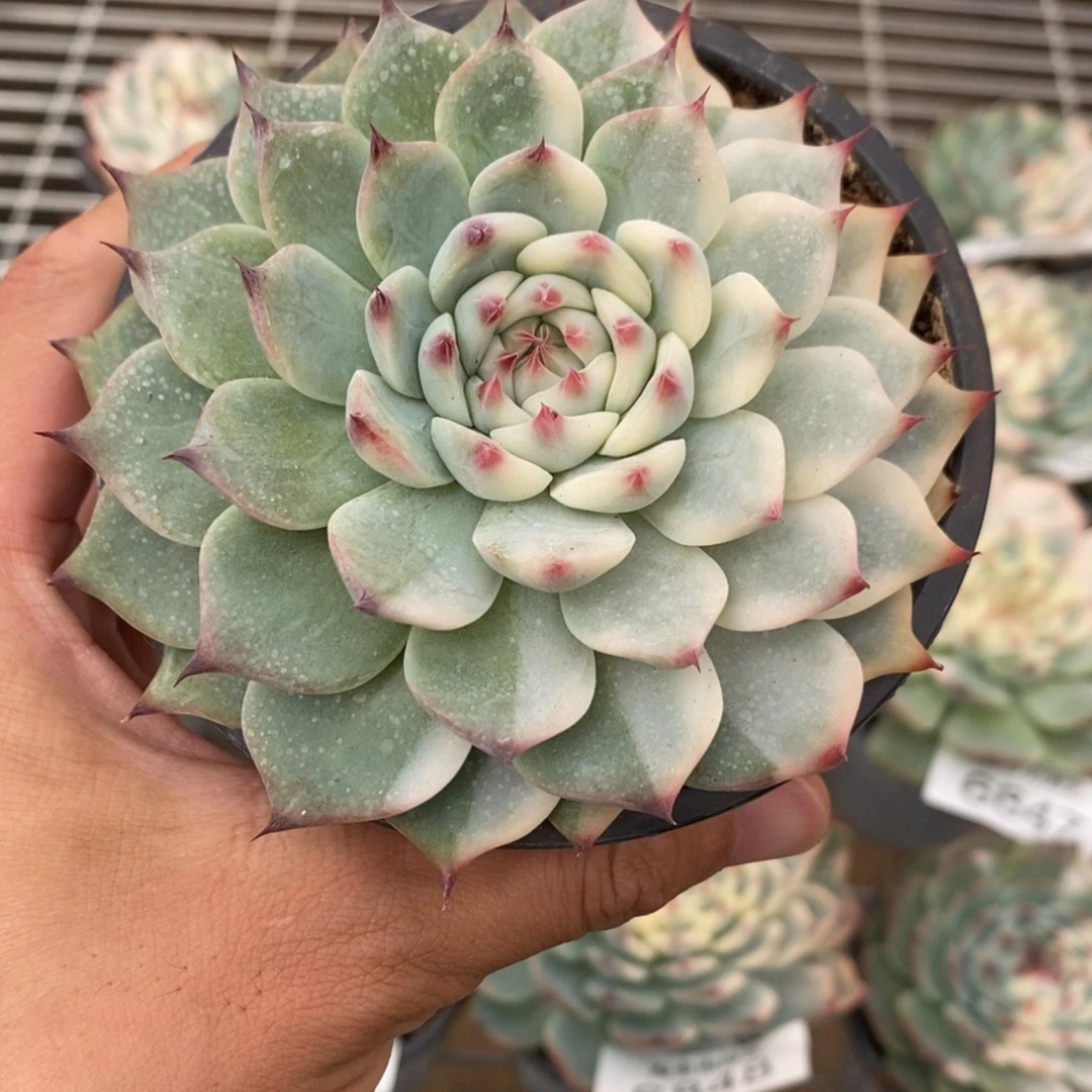 吉娃娃锦多肉植物6862