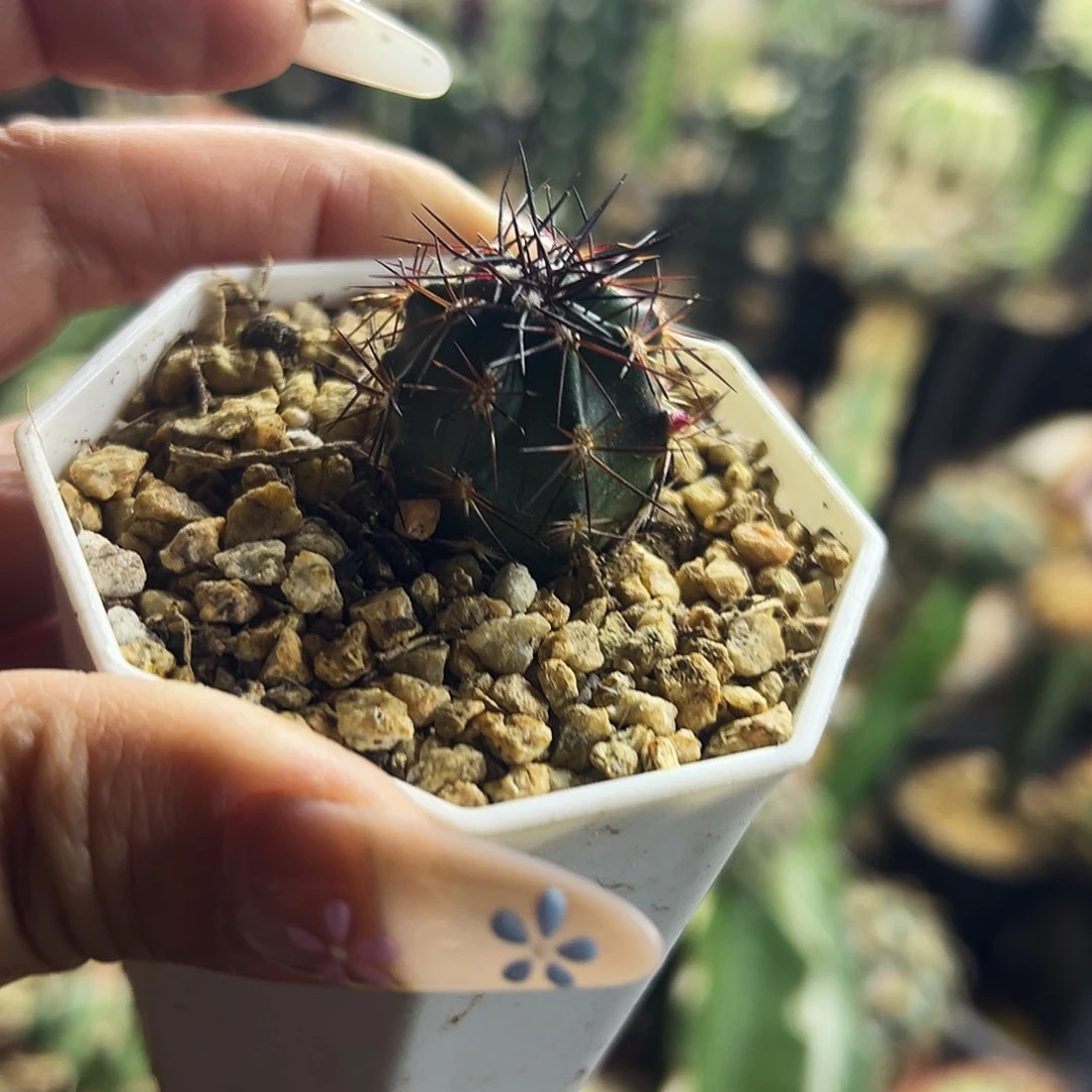 哒氏青花虾仙人球111111111111