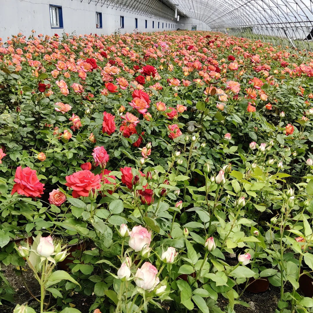 风暴1黄金1爱莎2 顺丰包邮共4颗修剪