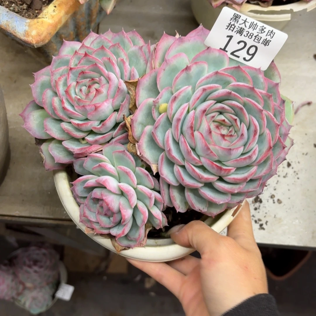 玉***玉黑大帅多肉129侧影