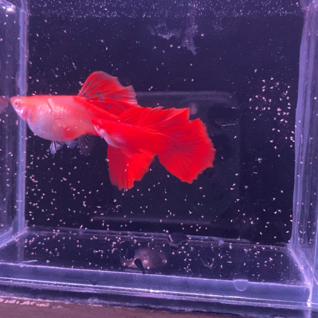 孔雀鱼血红种鱼一对