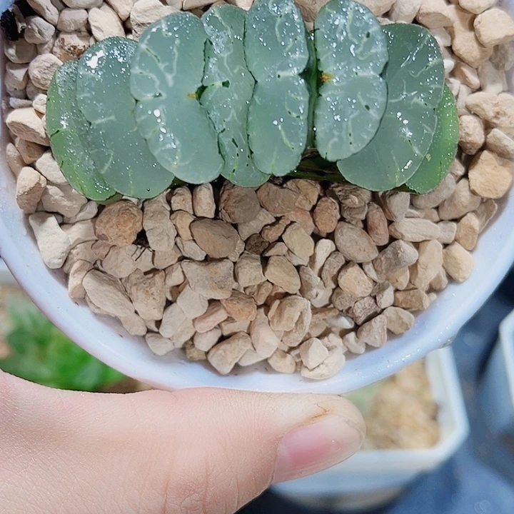 旷月玉扇精品十二卷